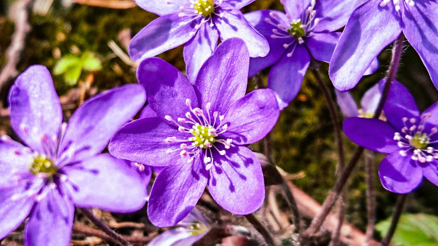 Sony Xperia Z5 sample photo. Hepatica photography
