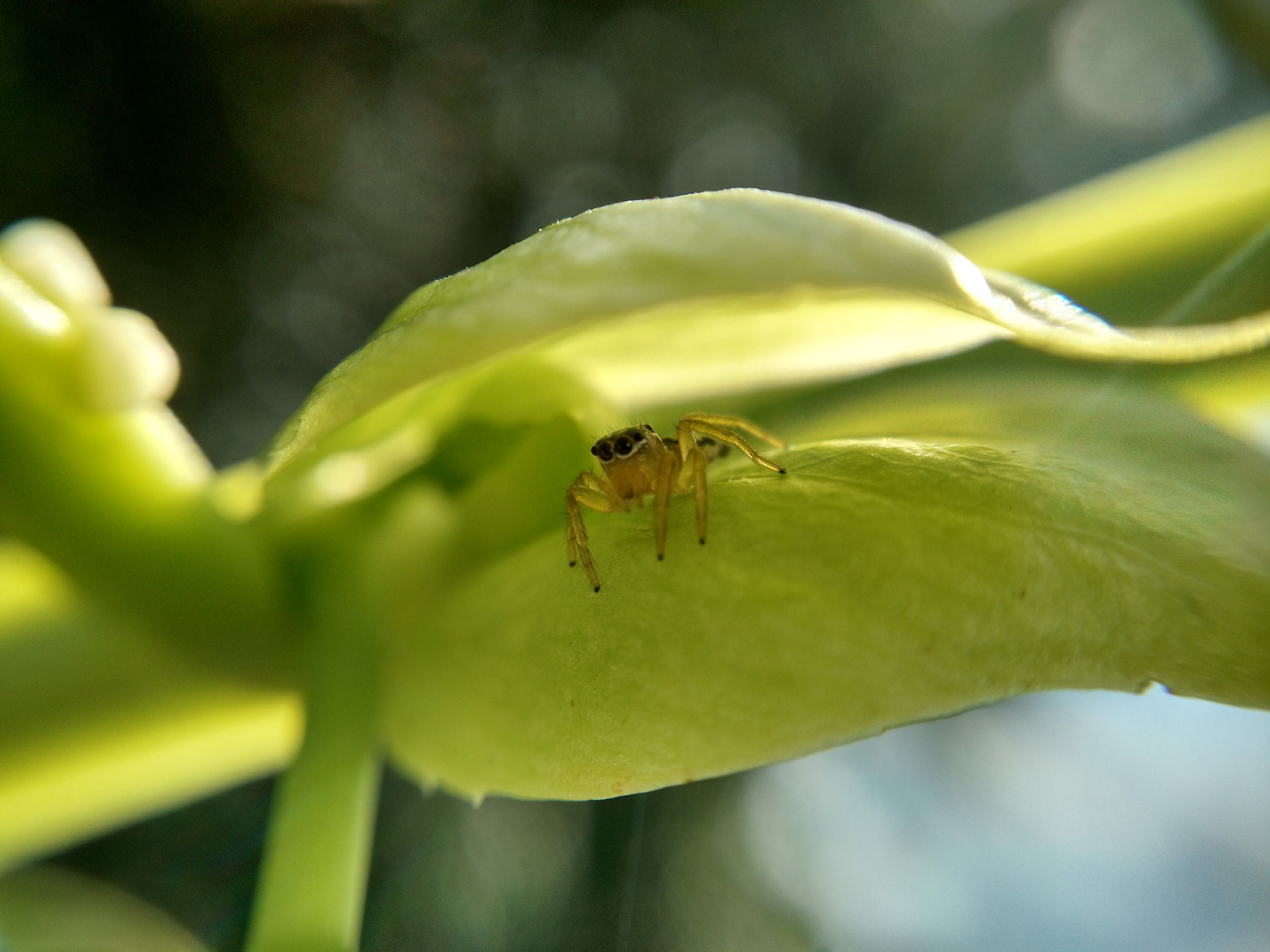 Motorola Moto X (2nd Gen) sample photo. Perigo nas sombras photography