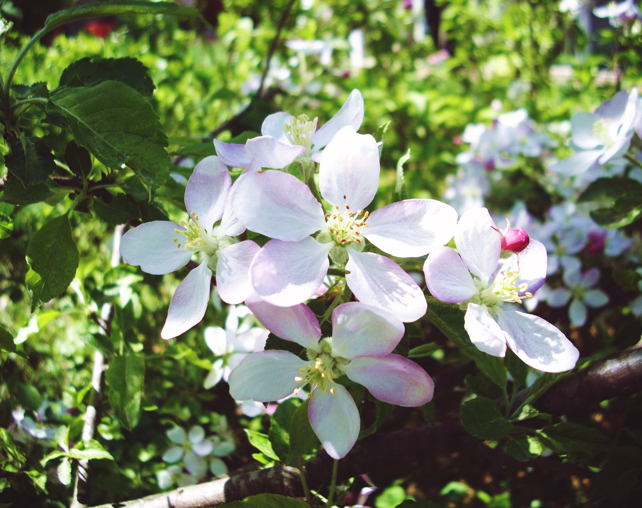 Benq DC C1060 sample photo. ... photography