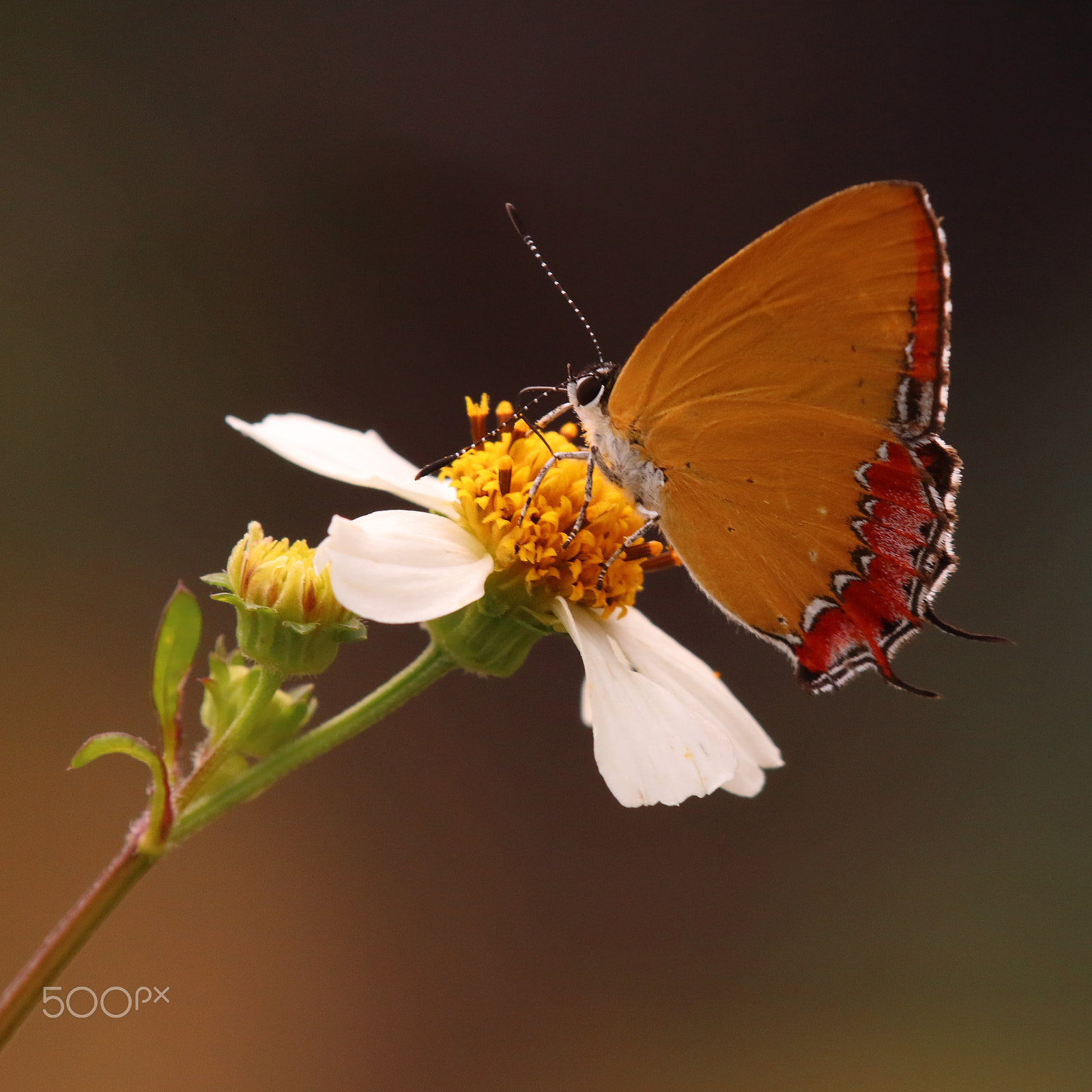 Canon EOS 700D (EOS Rebel T5i / EOS Kiss X7i) + Tamron SP AF 180mm F3.5 Di LD (IF) Macro sample photo. A colourful butterfly in summer - purple sapphire photography