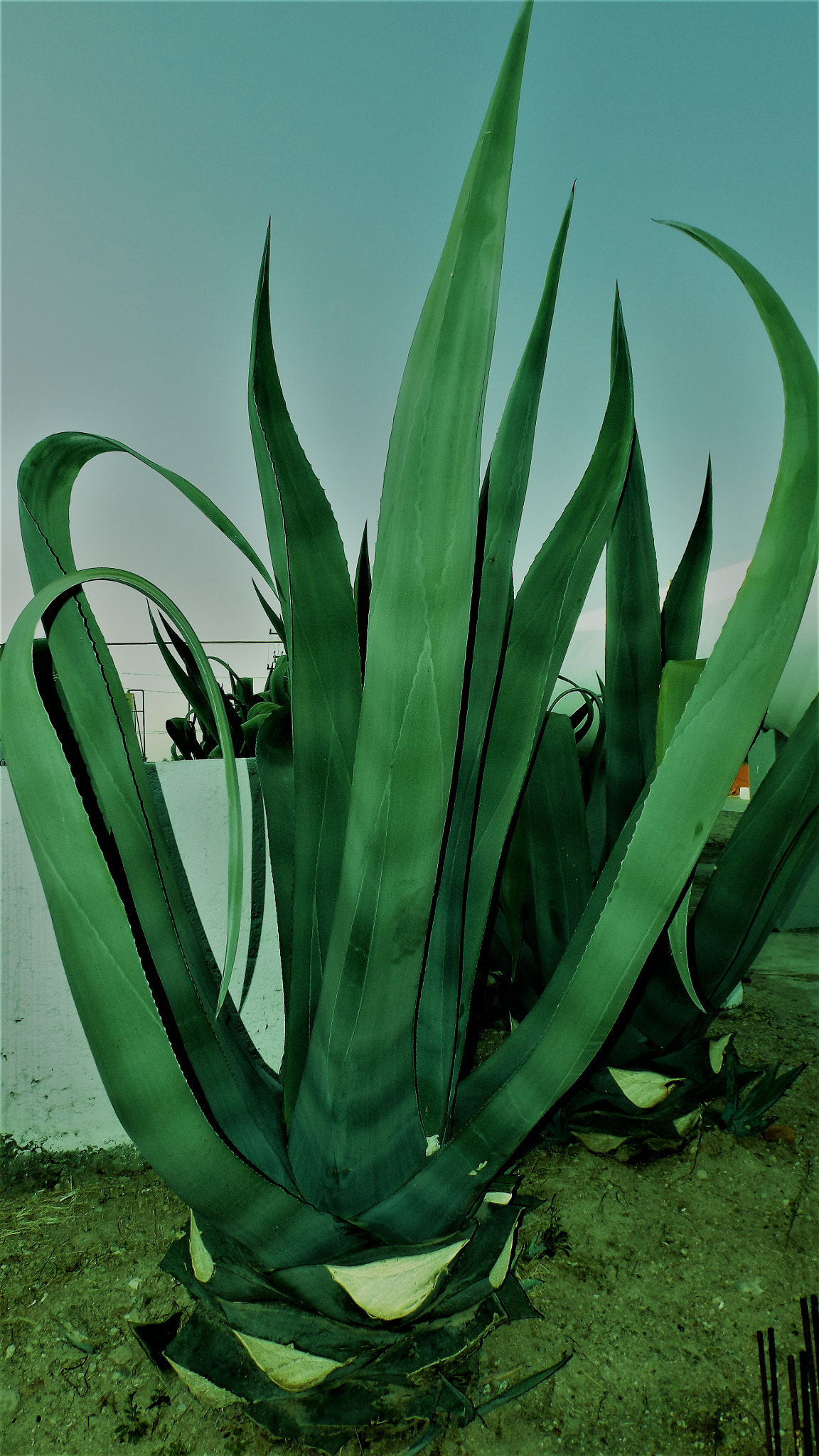 Fujifilm FinePix S4800 sample photo. Pulque agave plant photography
