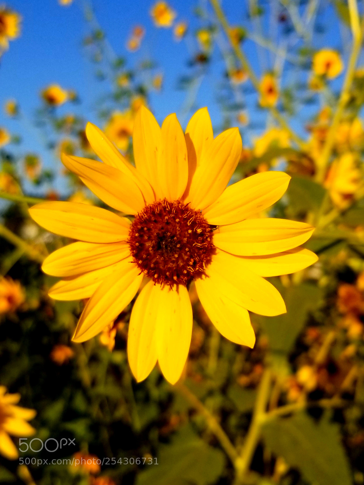 Samsung Galaxy S8+ sample photo. Sunflower photography