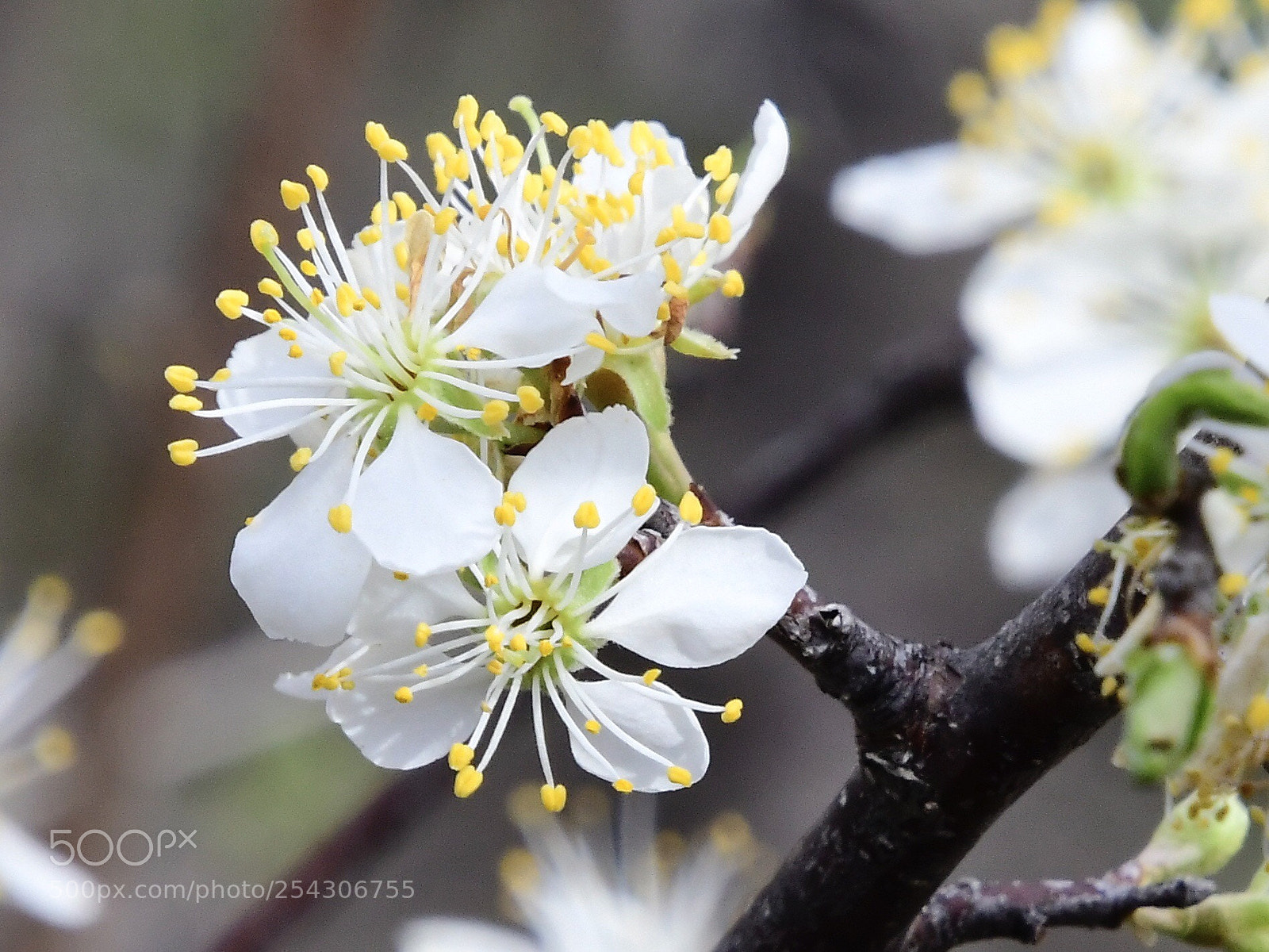 Nikon D500 sample photo. Spring photography