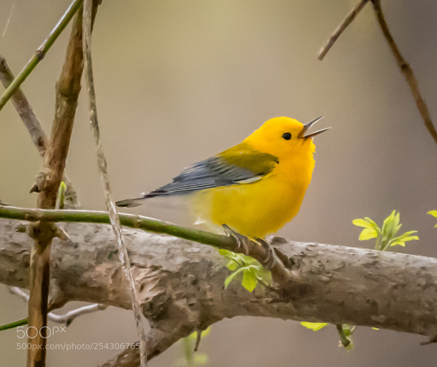 Nikon D500 sample photo. Prothonotary warbler. photography