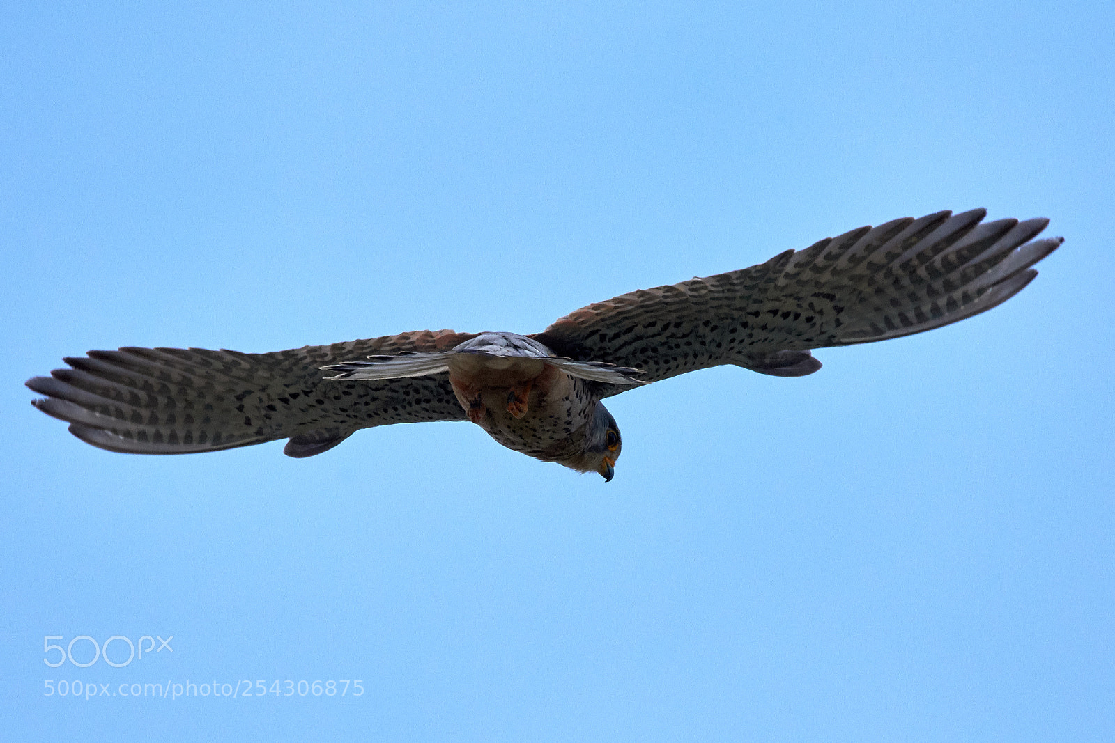 Nikon D7200 sample photo. Common kestrel photography