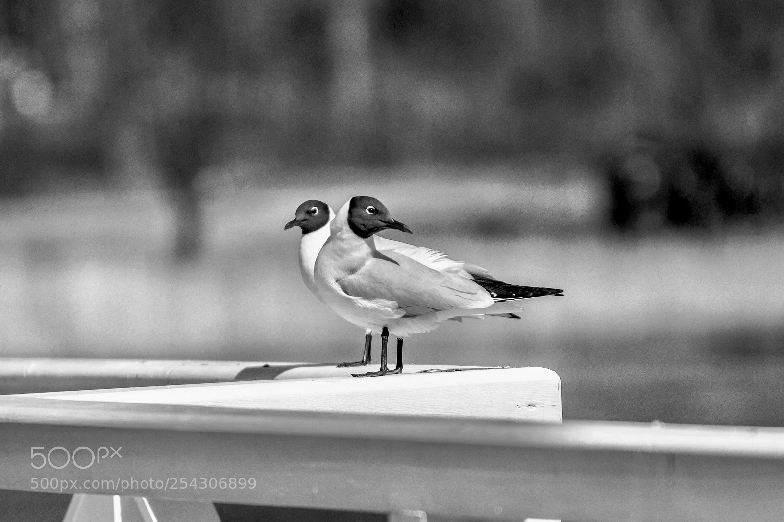 Canon EOS 80D sample photo. Untitled photography