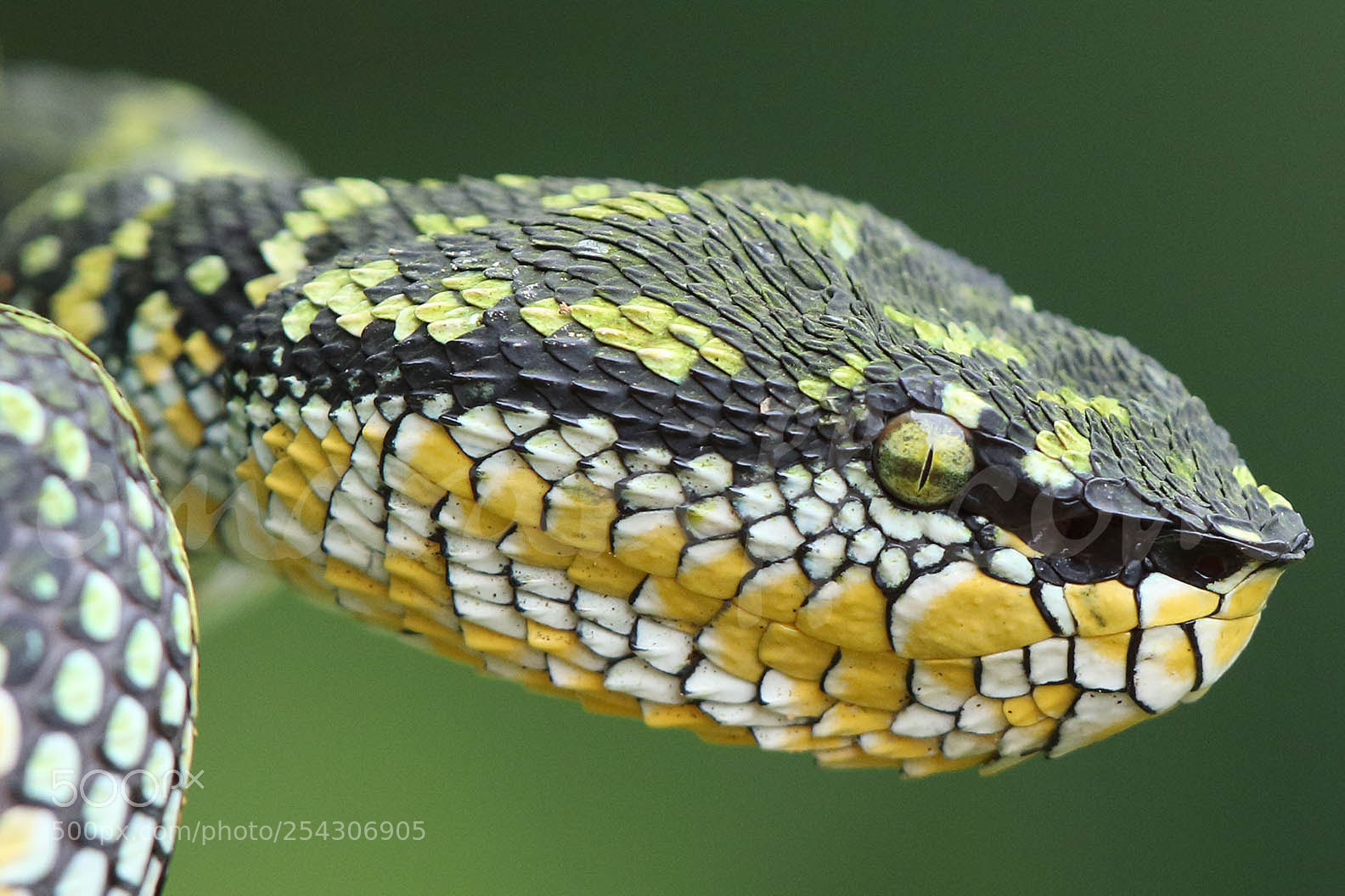 Canon EOS 7D Mark II sample photo. The pit viper photography
