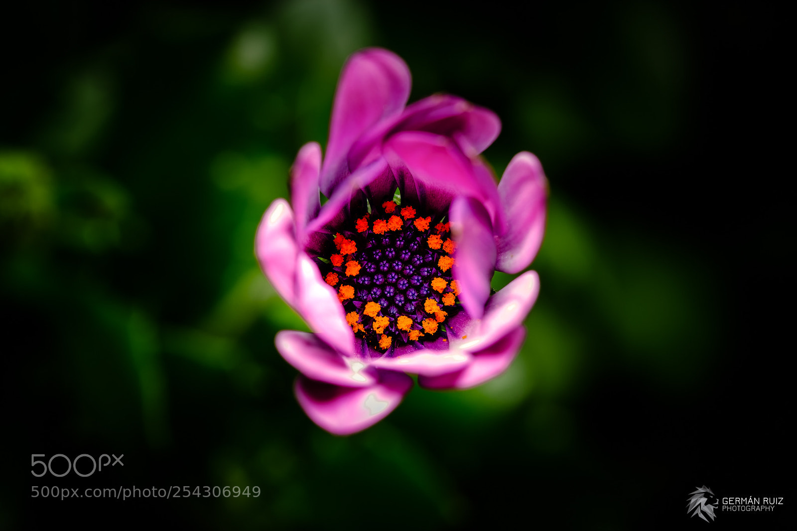 Fujifilm X-Pro2 sample photo. Nature in my garden photography