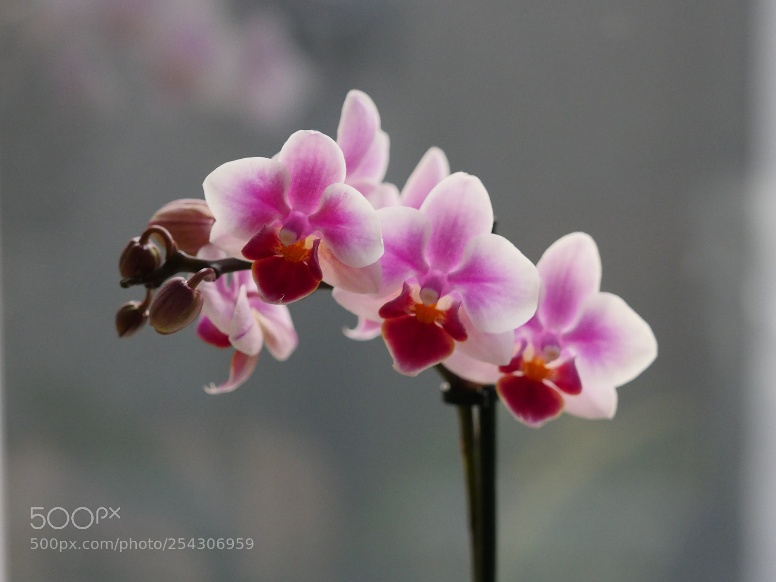 Panasonic Lumix DMC-GX8 sample photo. Untitled photography