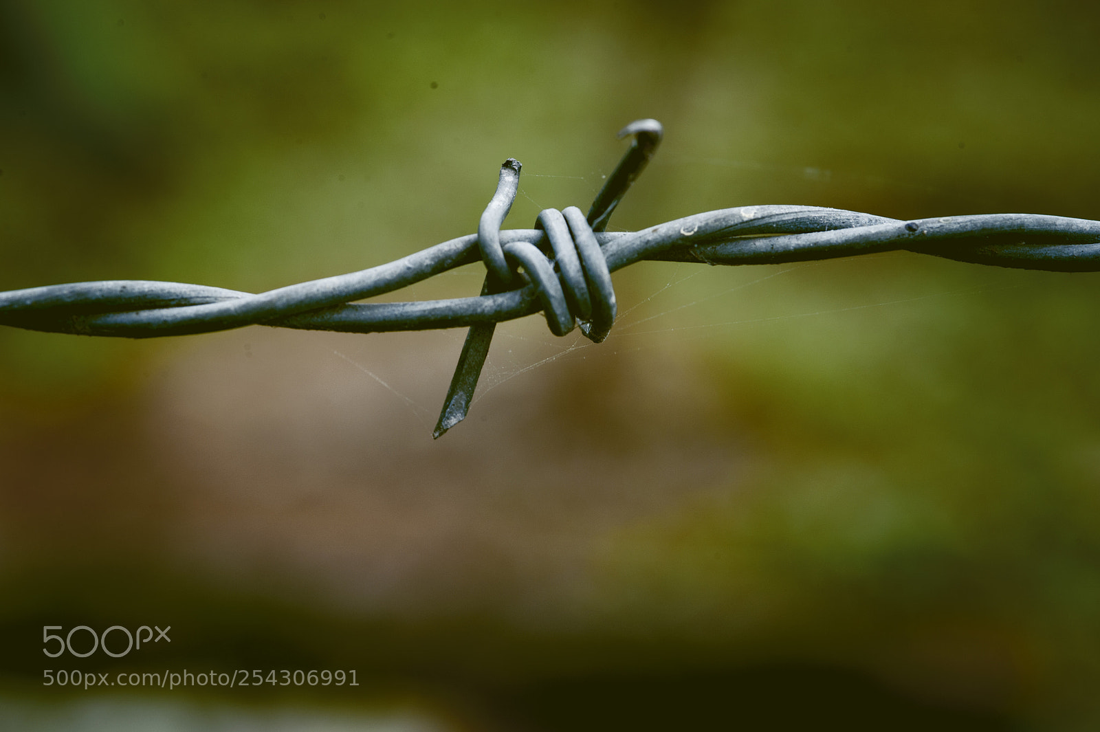 Nikon D700 sample photo. Barbed wire photography