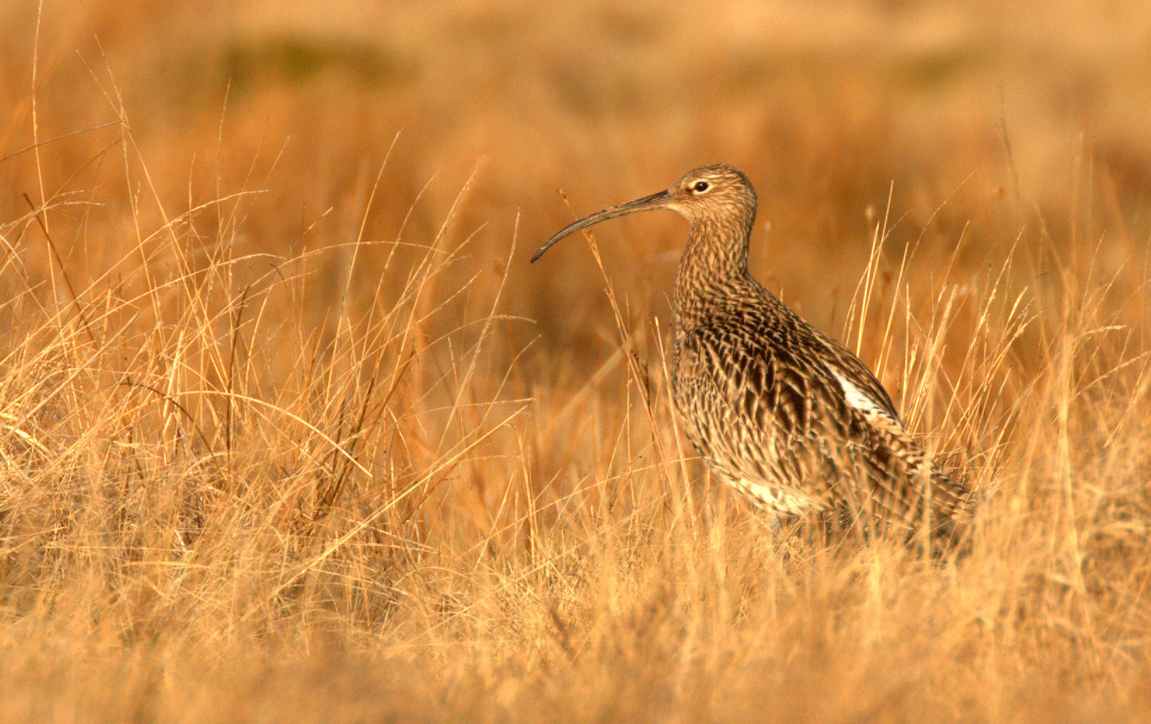 Canon EOS 7D Mark II sample photo. Curlew among the grasses photography