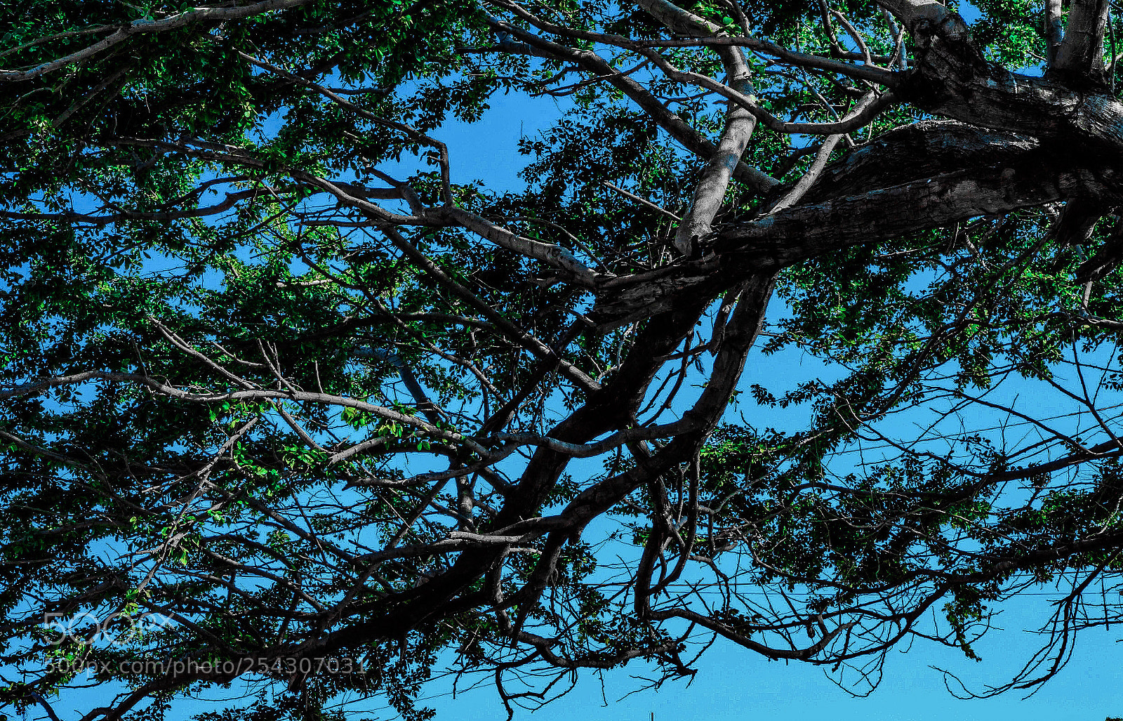 Nikon D3200 sample photo. Árbol  photography