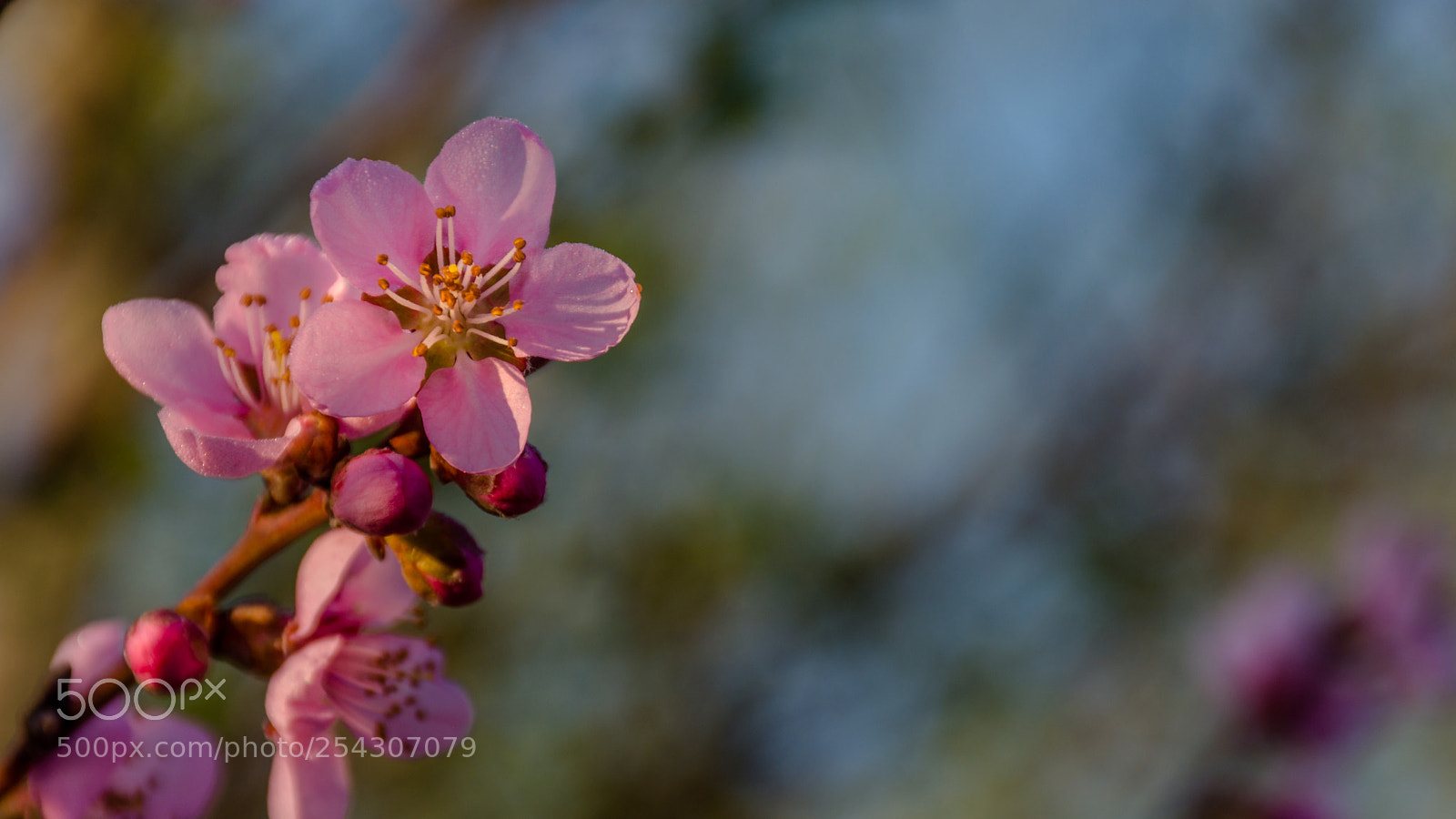 Nikon D7200 sample photo. Spring colors in the photography