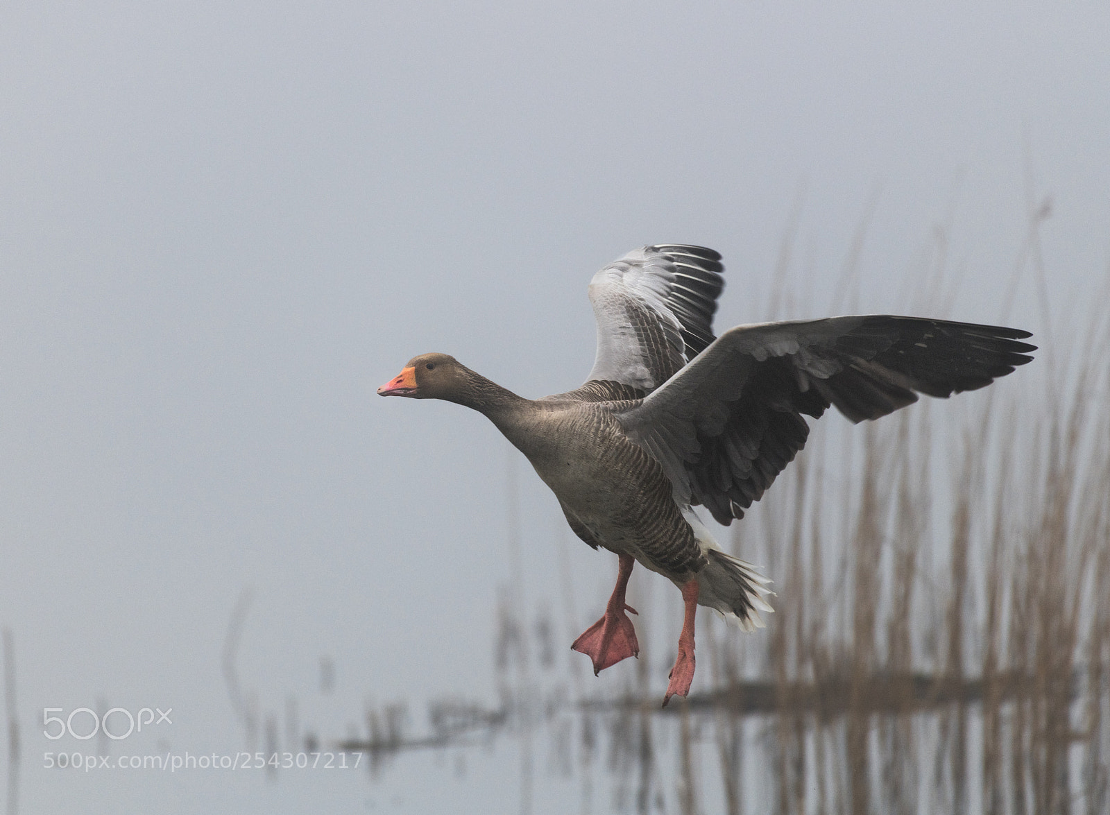 Nikon D850 sample photo. Greylag in the mist photography