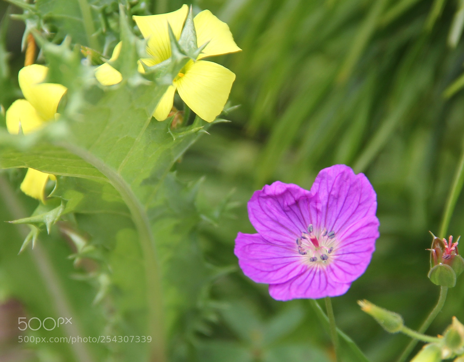 Canon EOS 60D sample photo. Mix flower photography