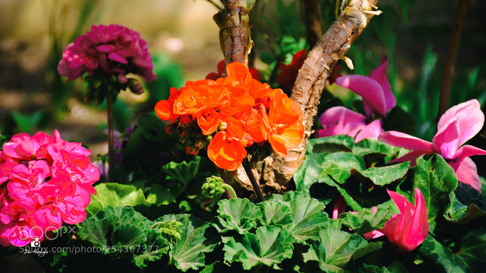 Nikon D7100 sample photo. Dan photography