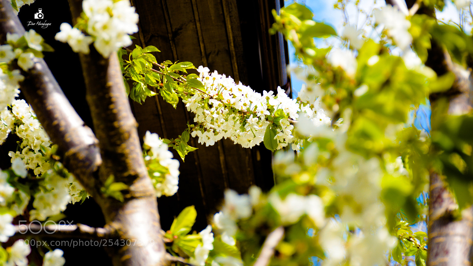 Nikon D7100 sample photo. Dan photography