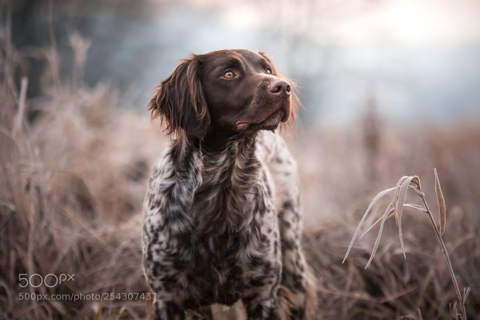 Canon EOS 7D Mark II sample photo. Barney photography