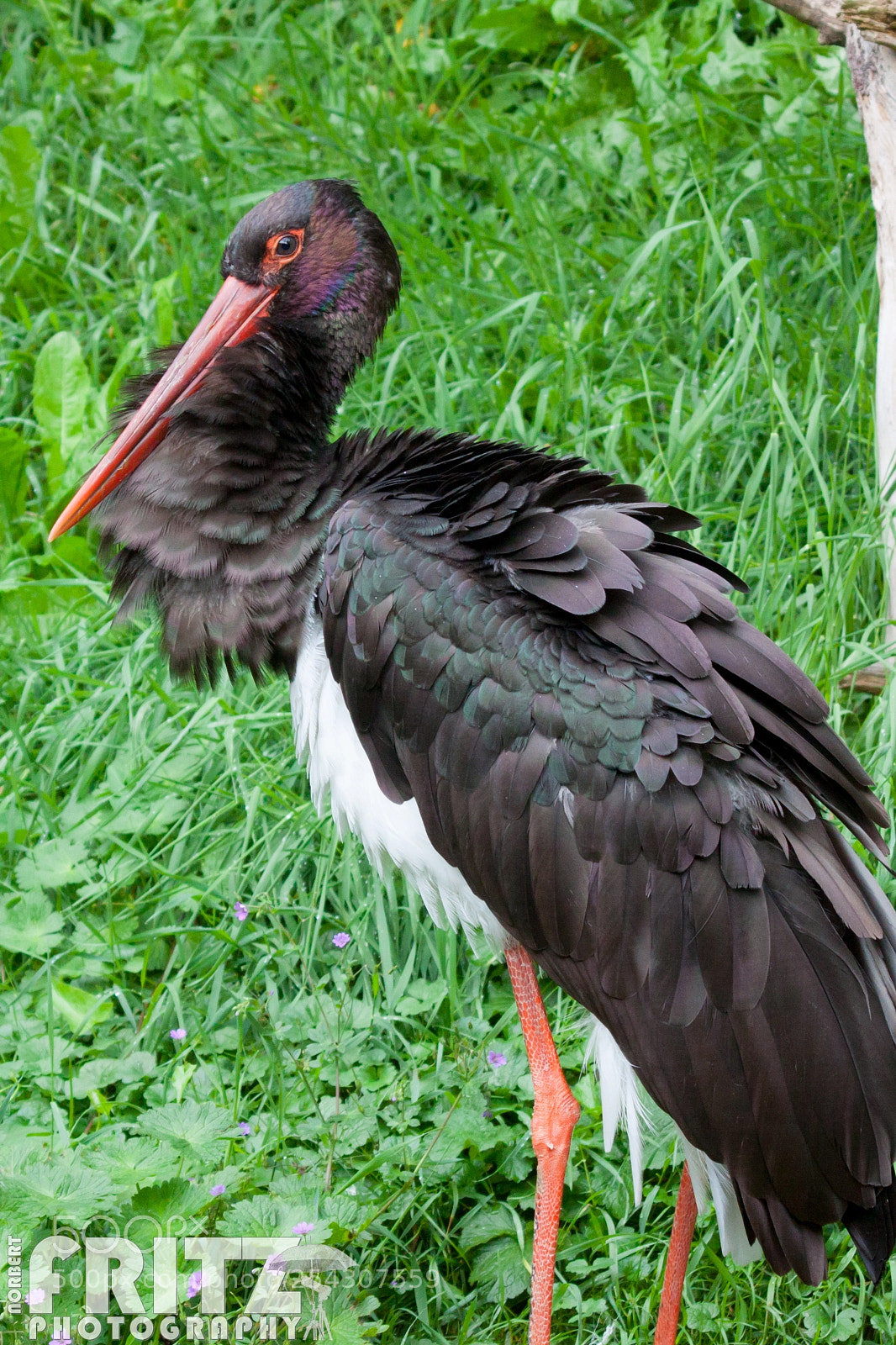 Canon EOS 50D sample photo. Schwarzstorch im alpenzoo innsbruck photography