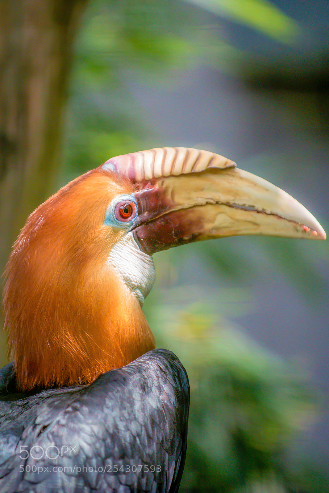 Nikon D800 sample photo. Papuan hornbill photography