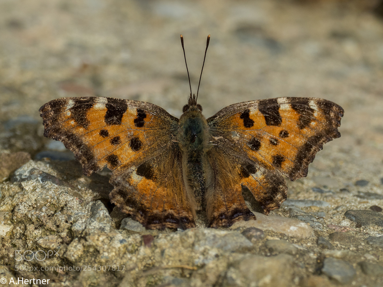 Olympus OM-D E-M5 II sample photo. Butterfly photography