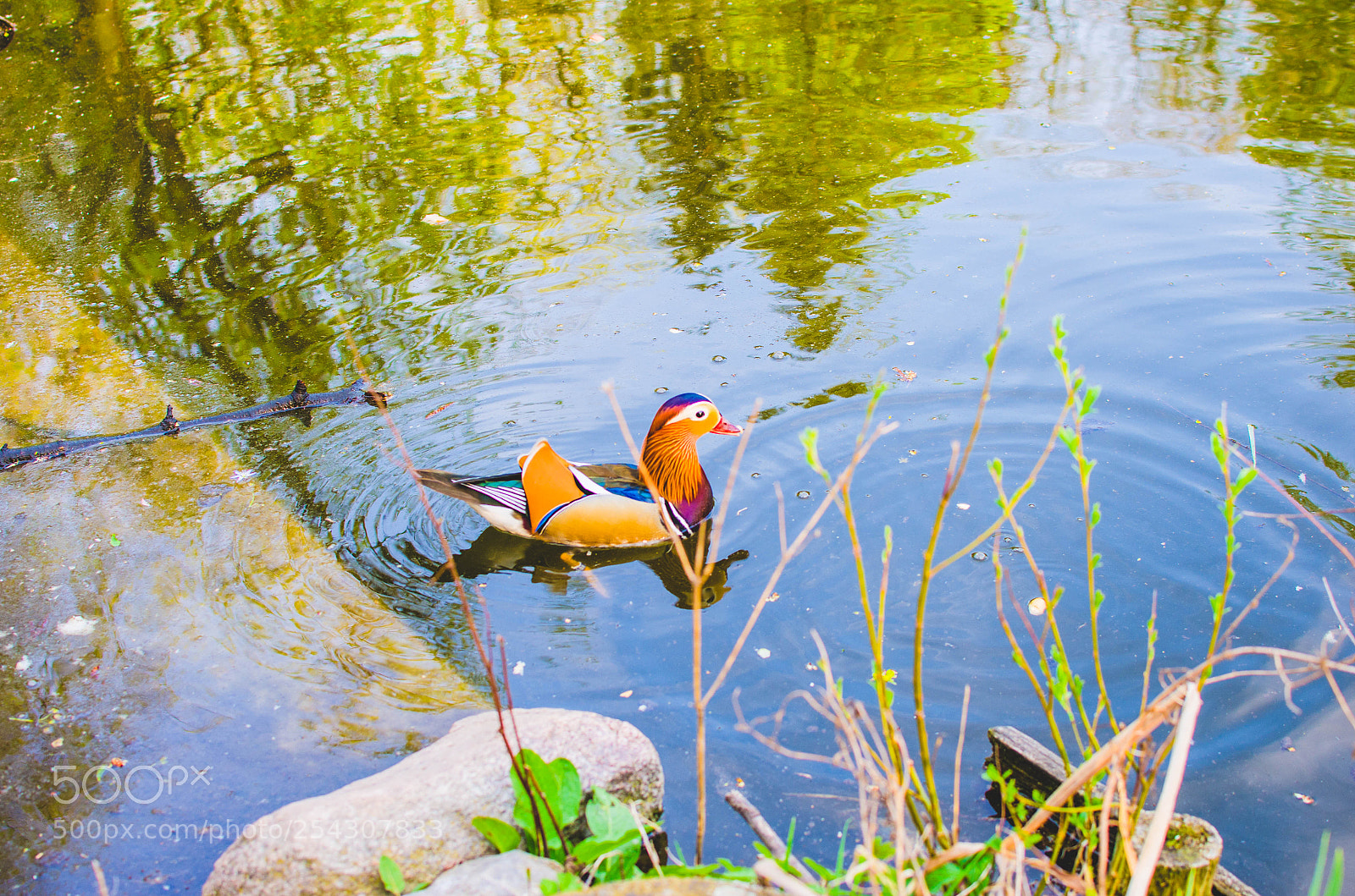 Nikon D7000 sample photo. Утка photography
