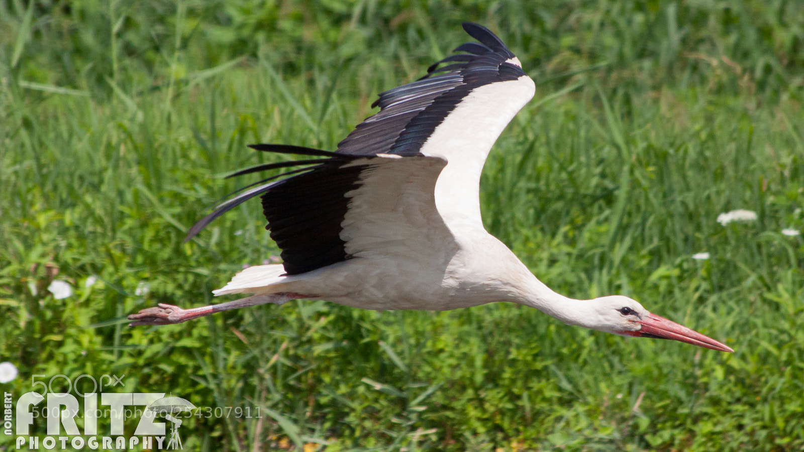 Canon EOS 50D sample photo. Weissstorch photography