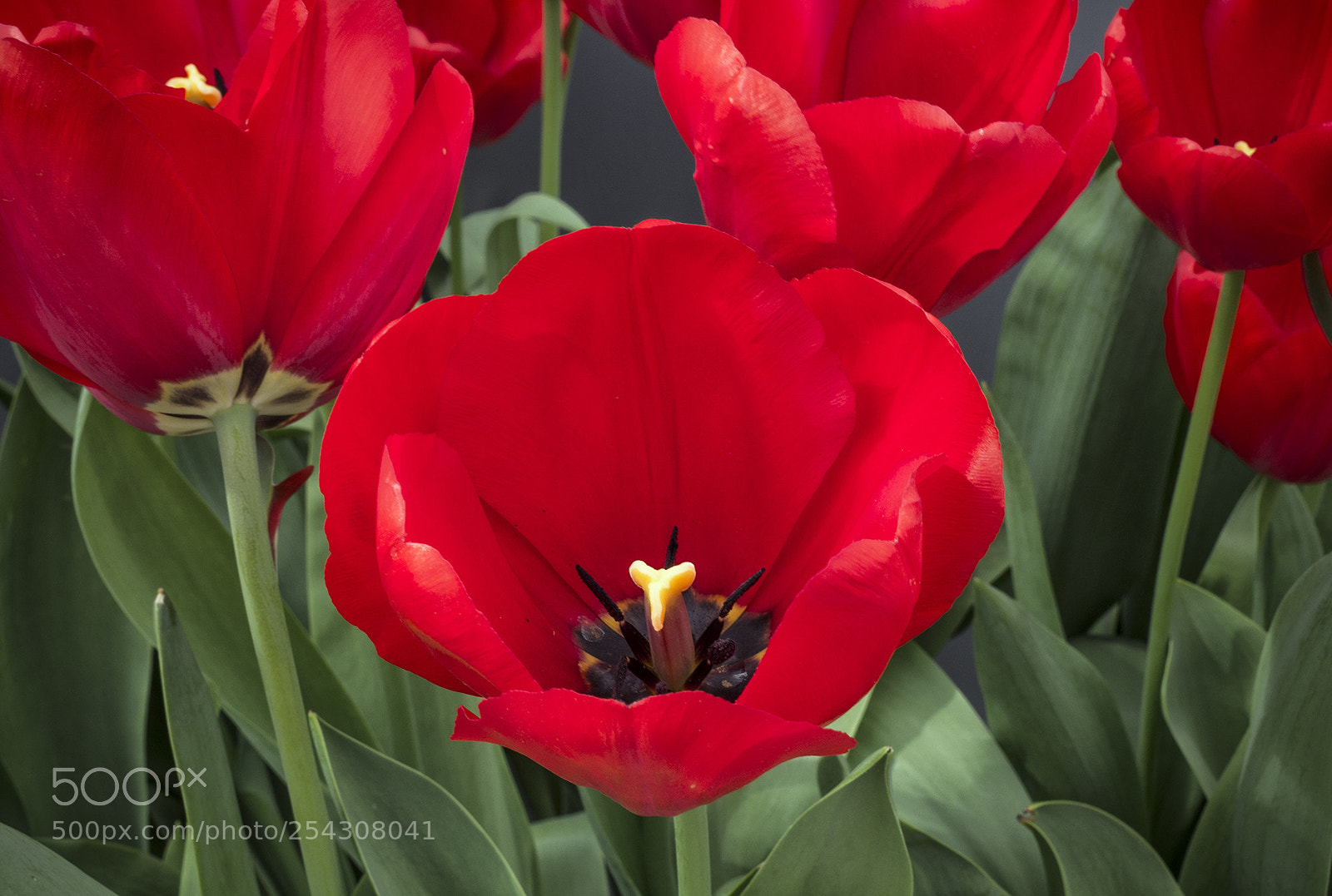 Olympus OM-D E-M10 II sample photo. Tulip i photography