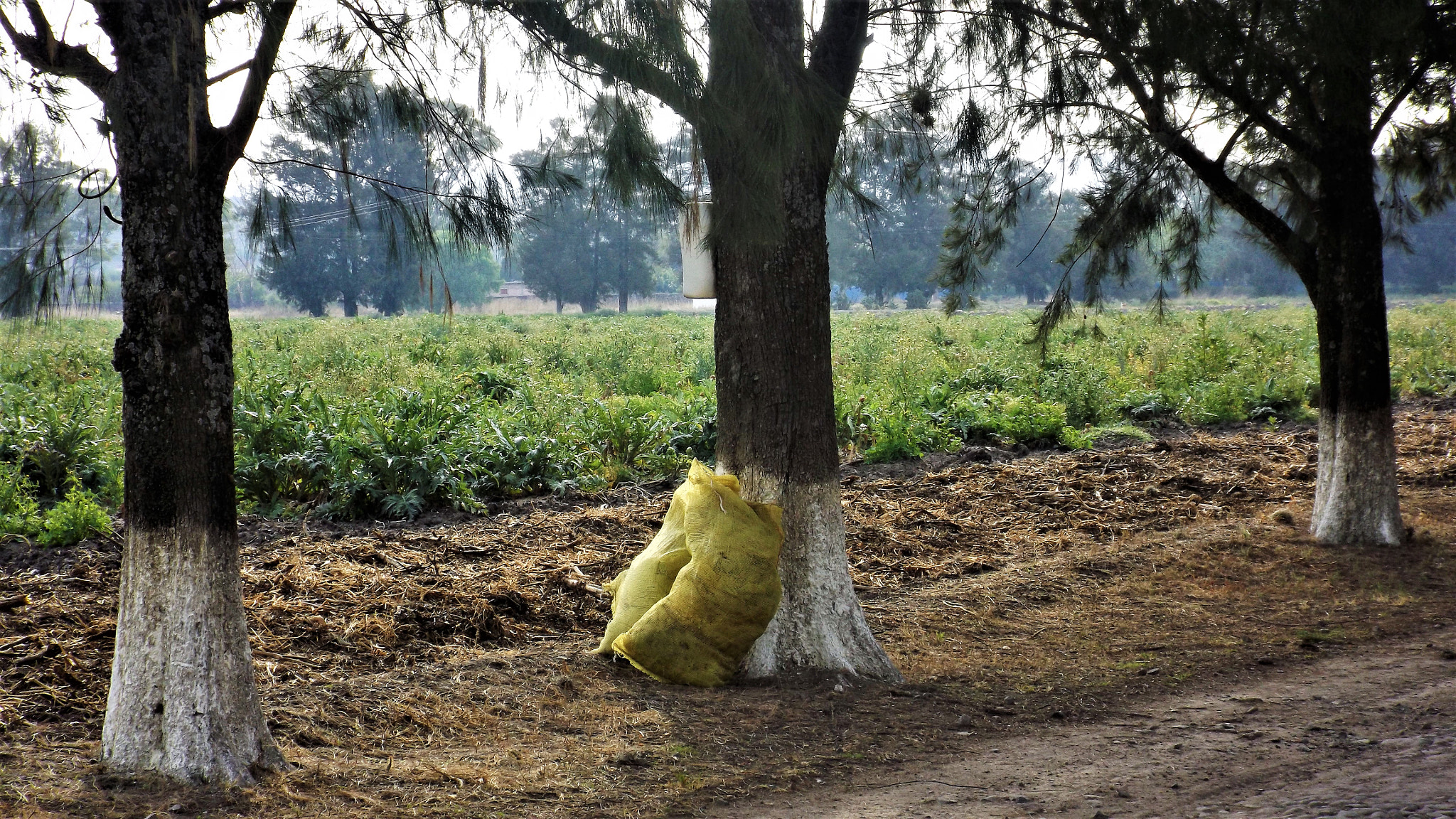 Fujifilm FinePix S4800 sample photo. Produce left by a tree photography