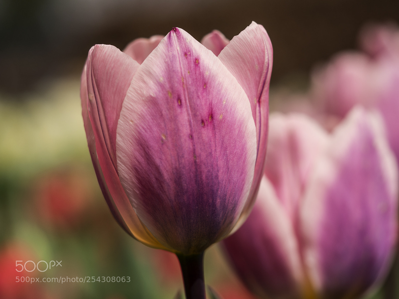 Olympus OM-D E-M10 II sample photo. Tulip iii photography