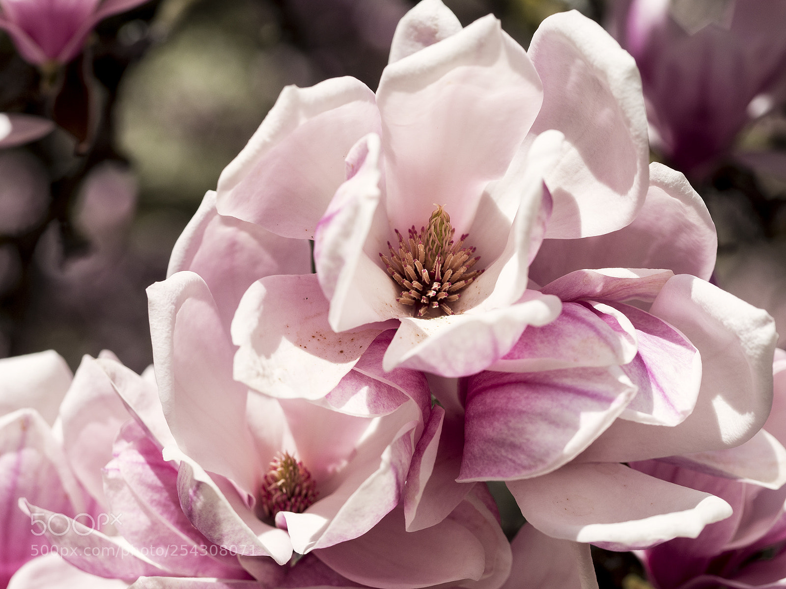 Olympus OM-D E-M10 II sample photo. Magnolie photography