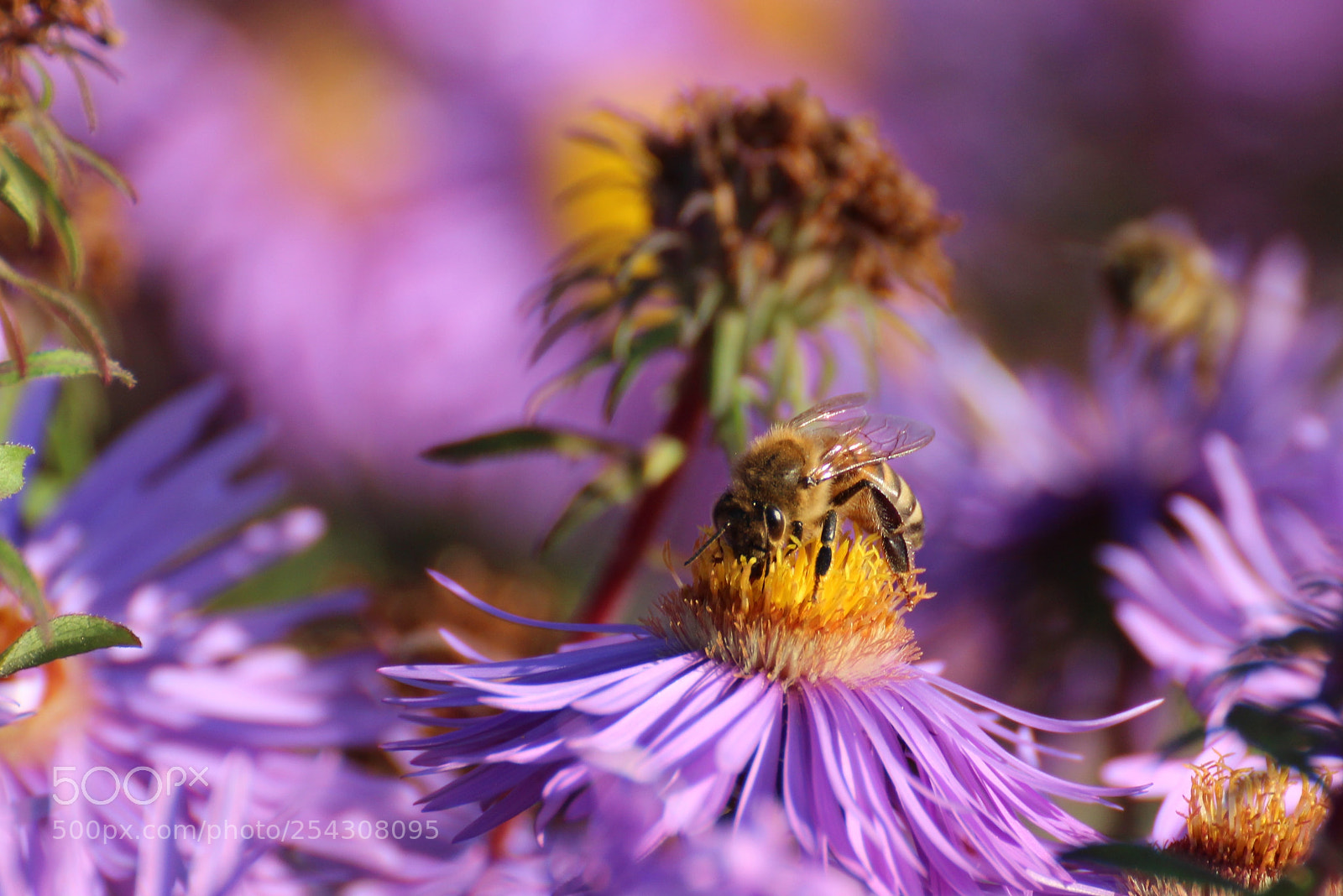 Canon EOS 700D (EOS Rebel T5i / EOS Kiss X7i) sample photo. Beez wonderland photography