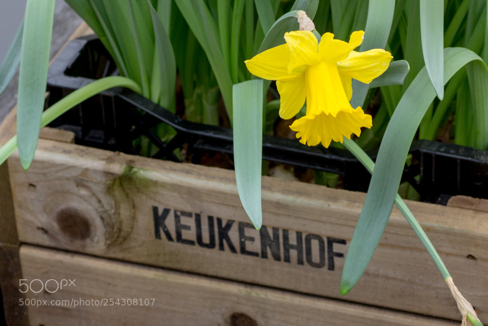 Canon EOS 60D sample photo. Keukenhof photography