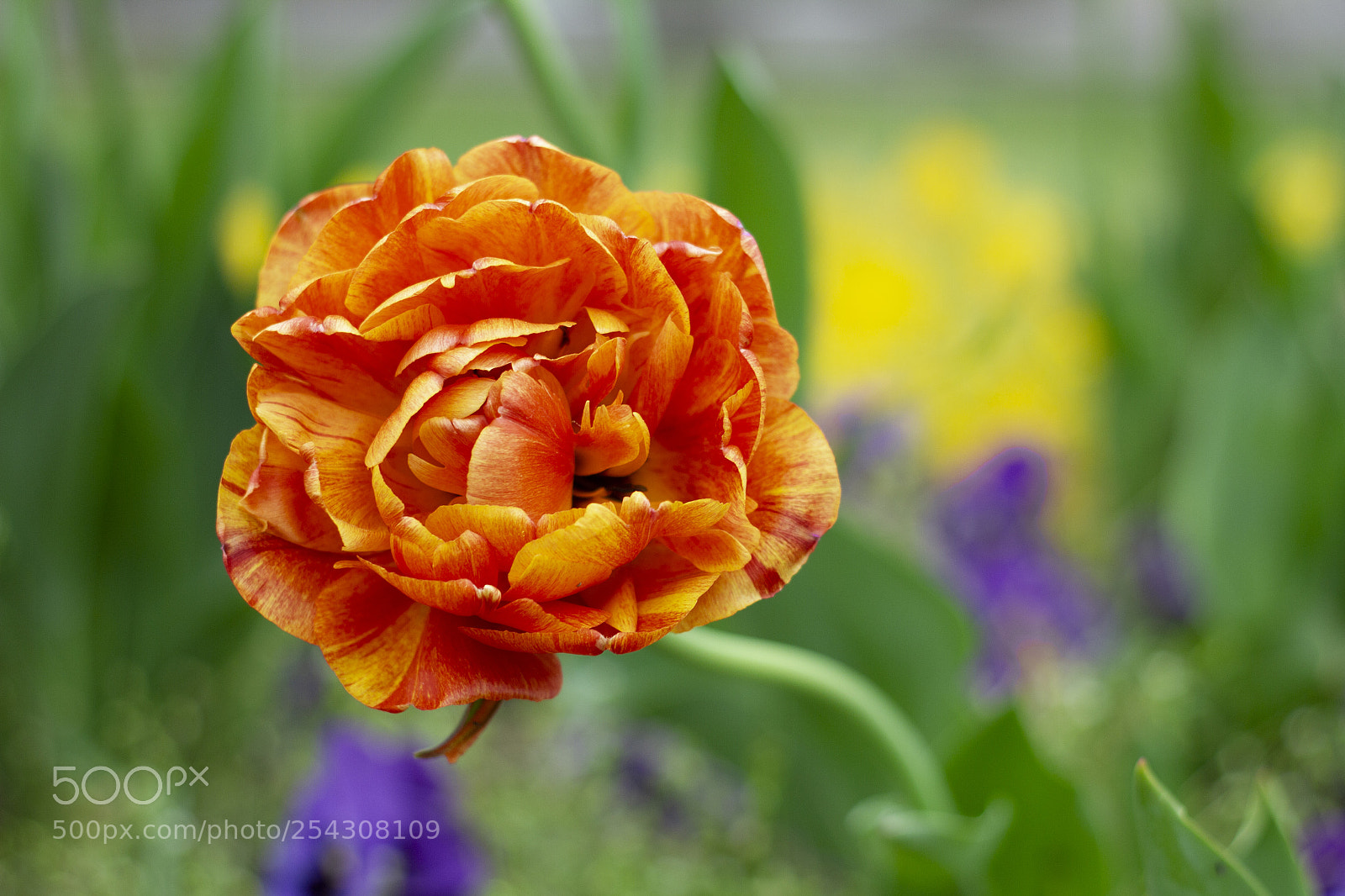 Canon EOS 7D sample photo. The tulip is, among photography