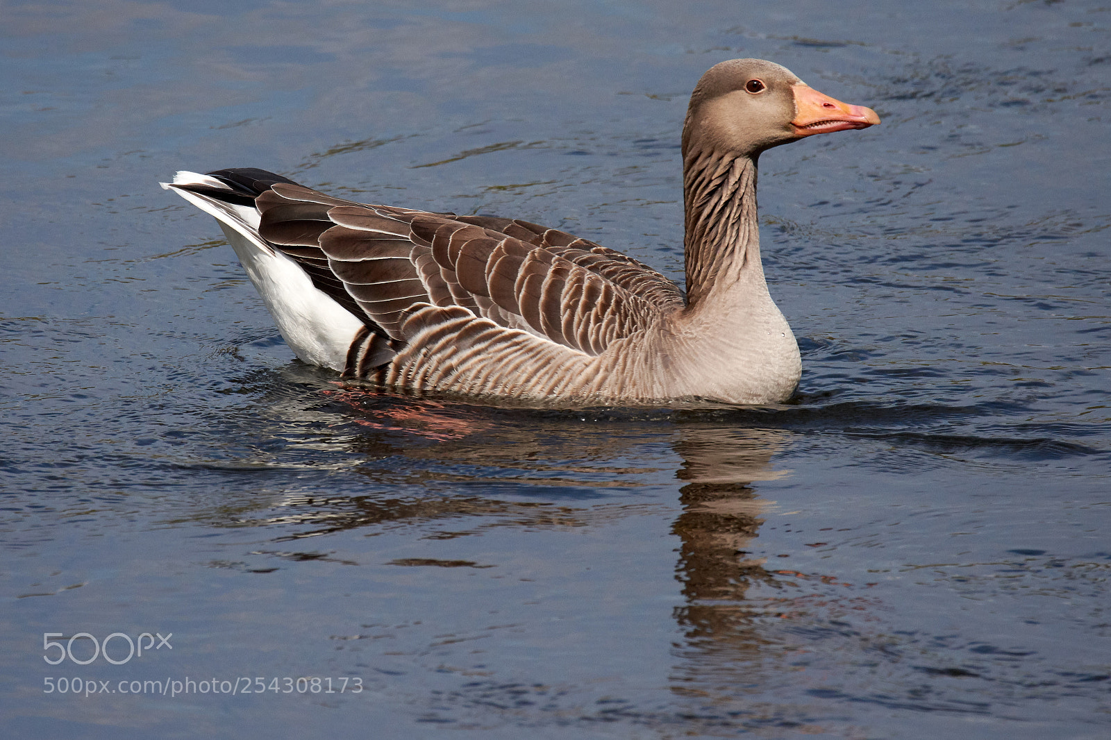 Nikon D7200 sample photo. Grey goose photography
