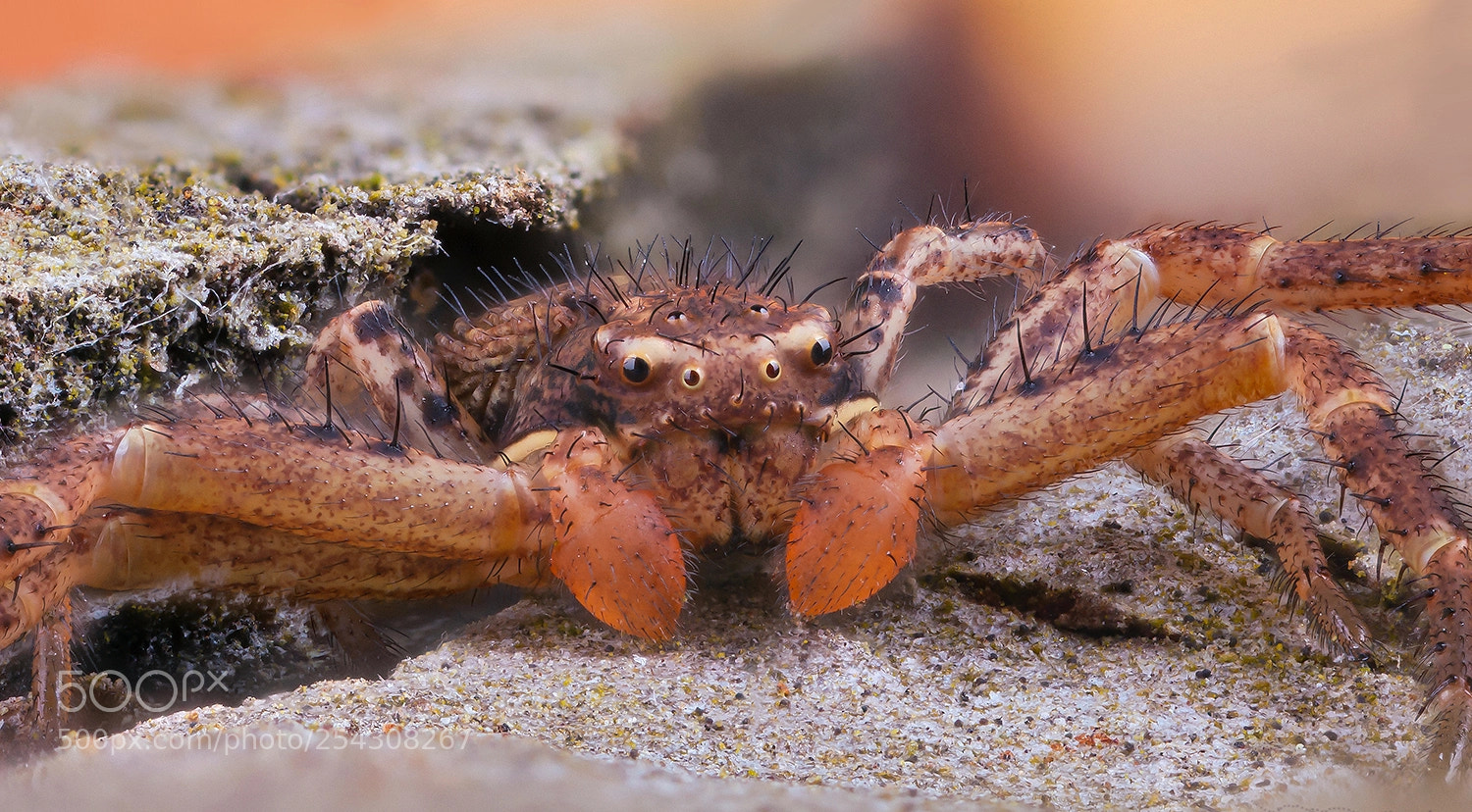 Canon EOS 5D Mark II sample photo. Xysticus ulmi bokoch d photography