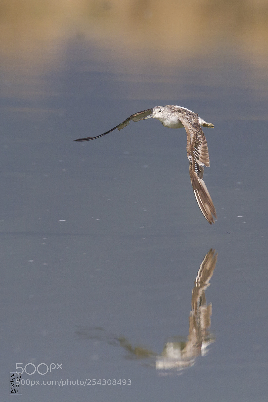 Canon EOS 7D sample photo. Touching the water photography