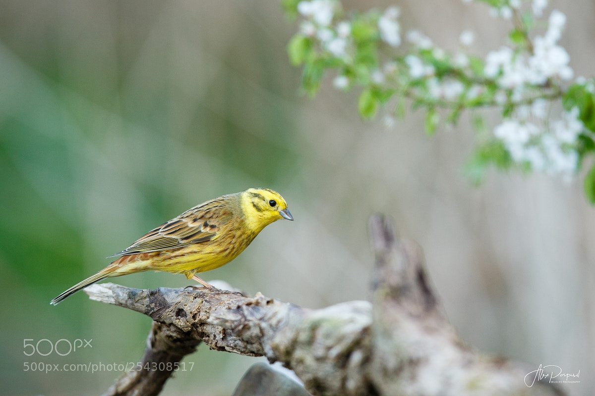Canon EOS 7D Mark II sample photo. Strnad obecn - emberiza photography
