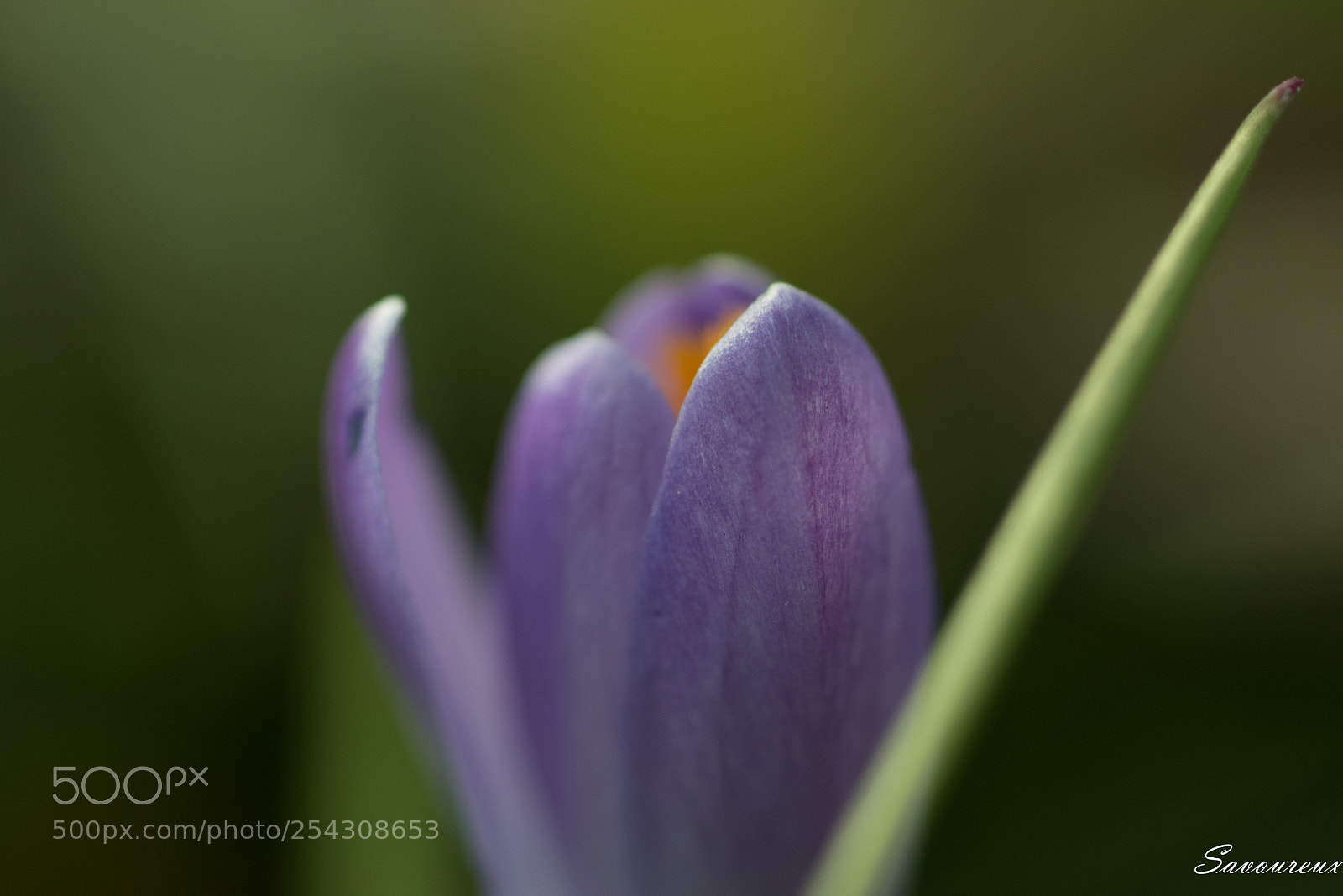 Nikon D5500 sample photo. *** photography