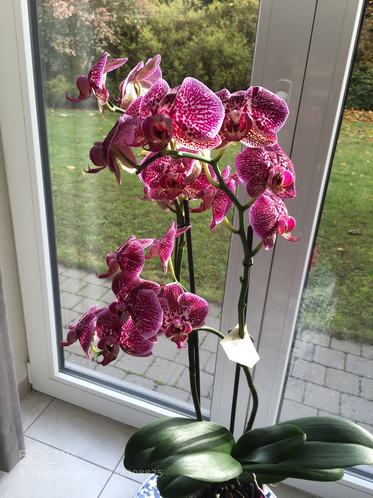 Apple iPhone 6 sample photo. Orchidee photography