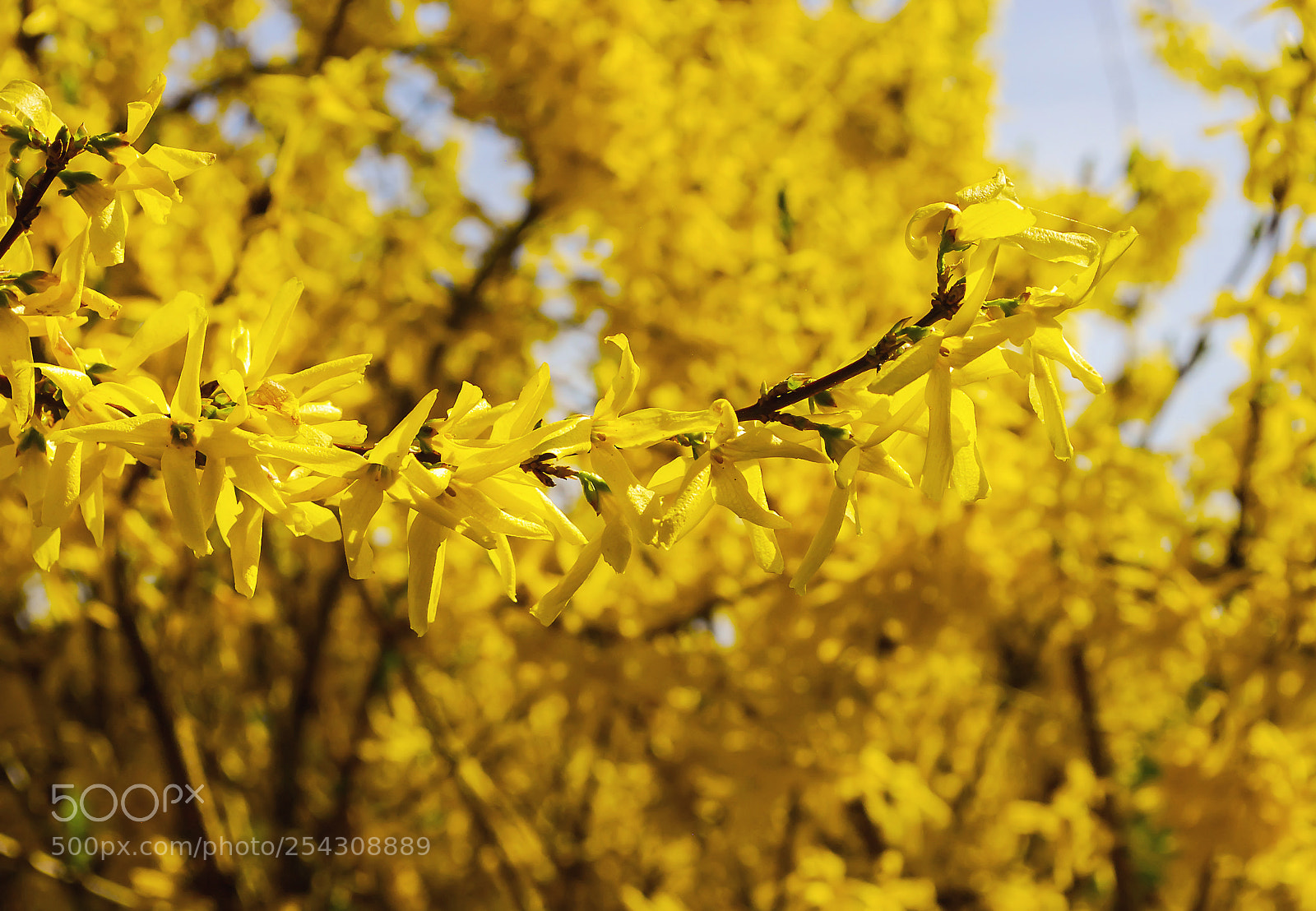 Nikon D200 sample photo. Golden summer photography