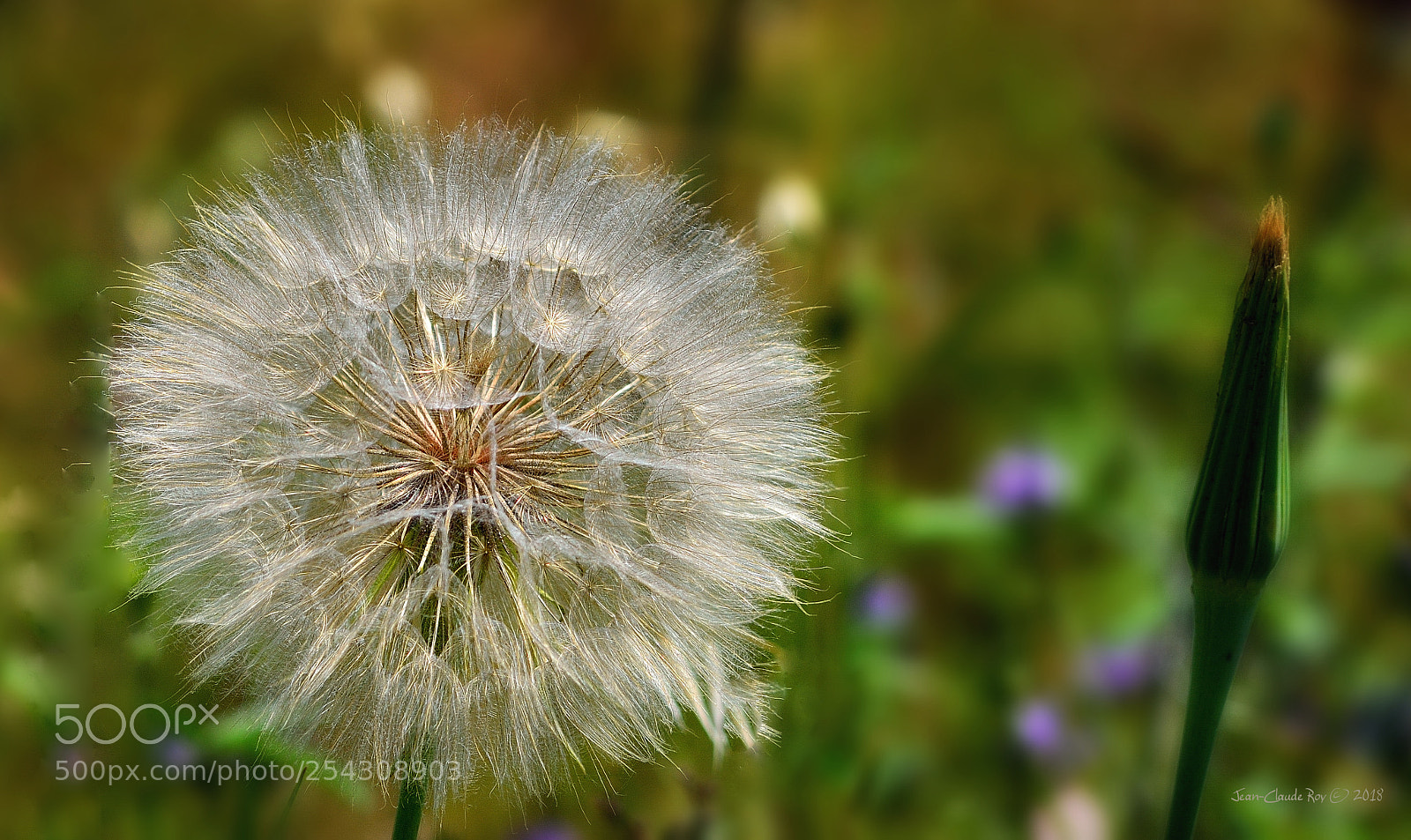Nikon D7000 sample photo. Stars of the fields photography
