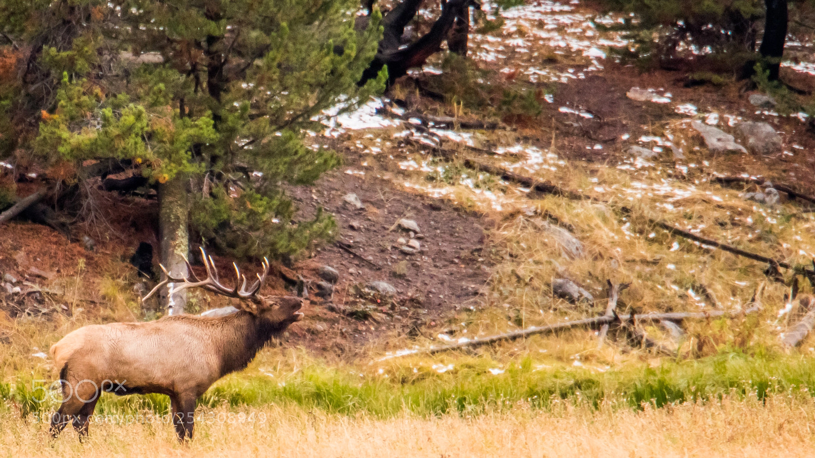 Canon EOS 7D Mark II sample photo. Bull elk during the photography
