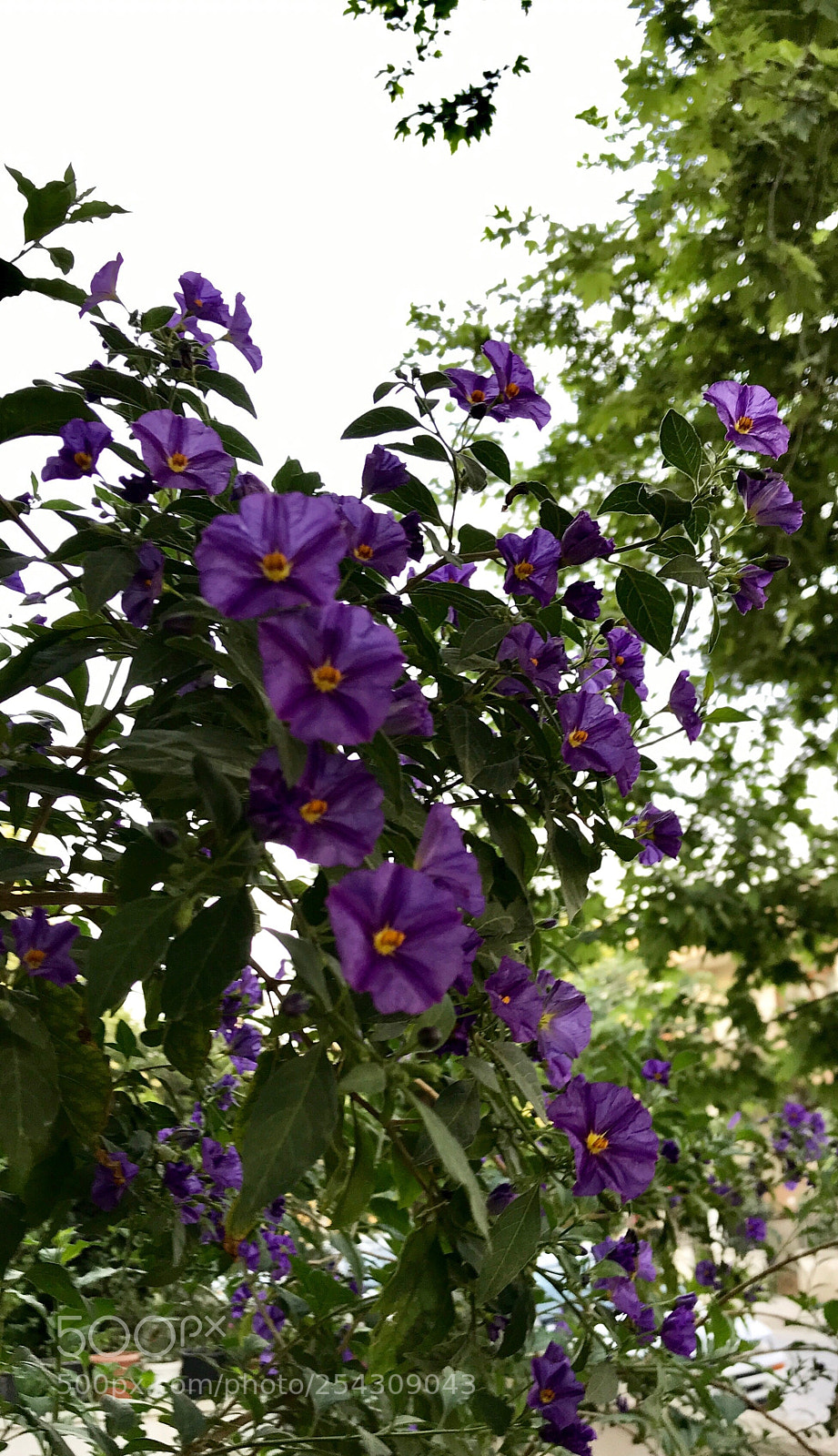 Apple iPhone 7 sample photo. Untitled photography