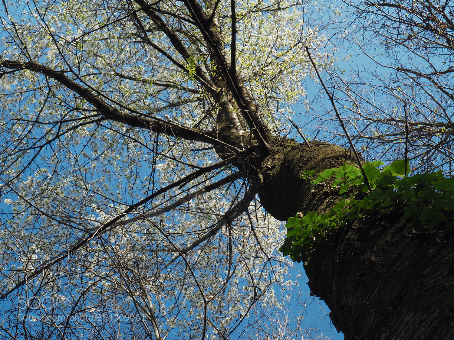 Olympus OM-D E-M10 II sample photo. Over my head ... photography