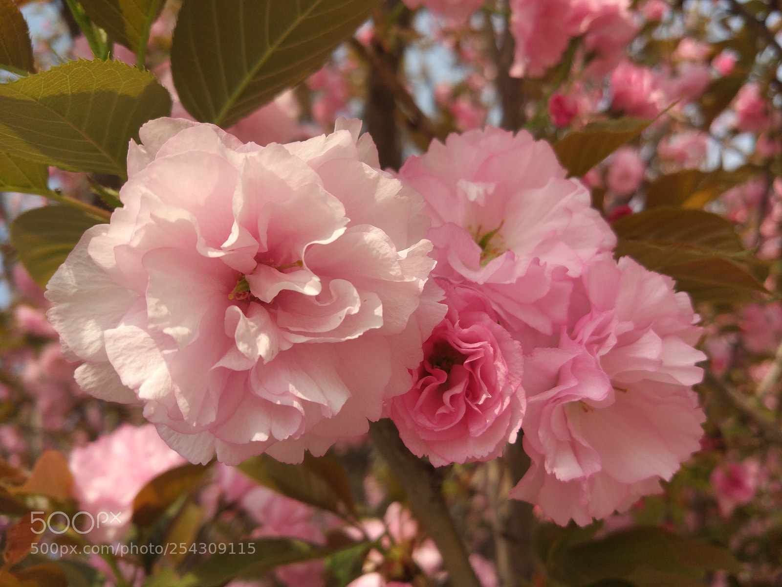 Xiaomi MI 5 sample photo. Untitled photography