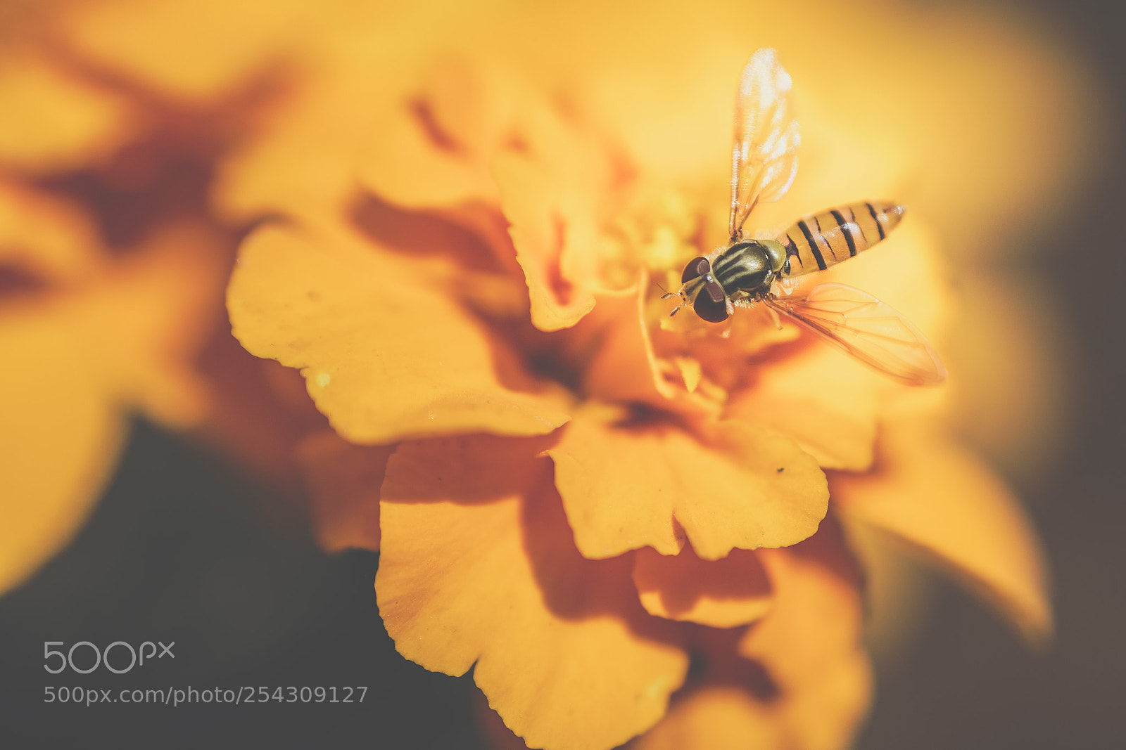 Nikon D7200 sample photo. ~~feeding~~ photography