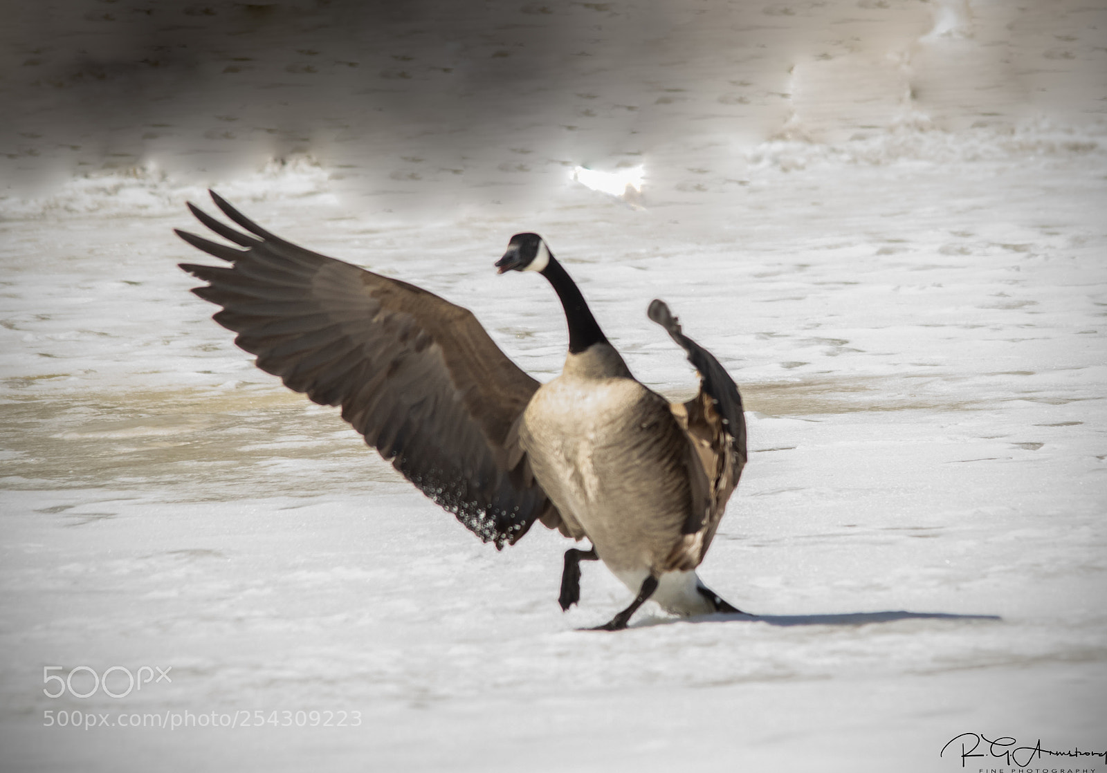 Pentax K-3 II sample photo. Canada goose tarmac photography