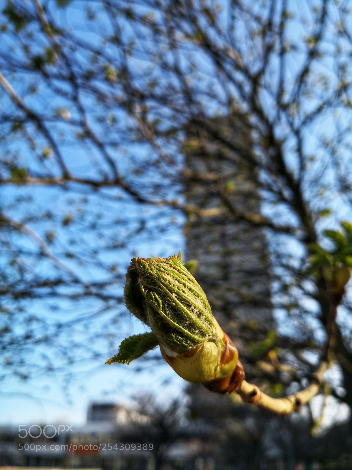 HUAWEI Mate 10 Pro sample photo. Urban vegetation photography