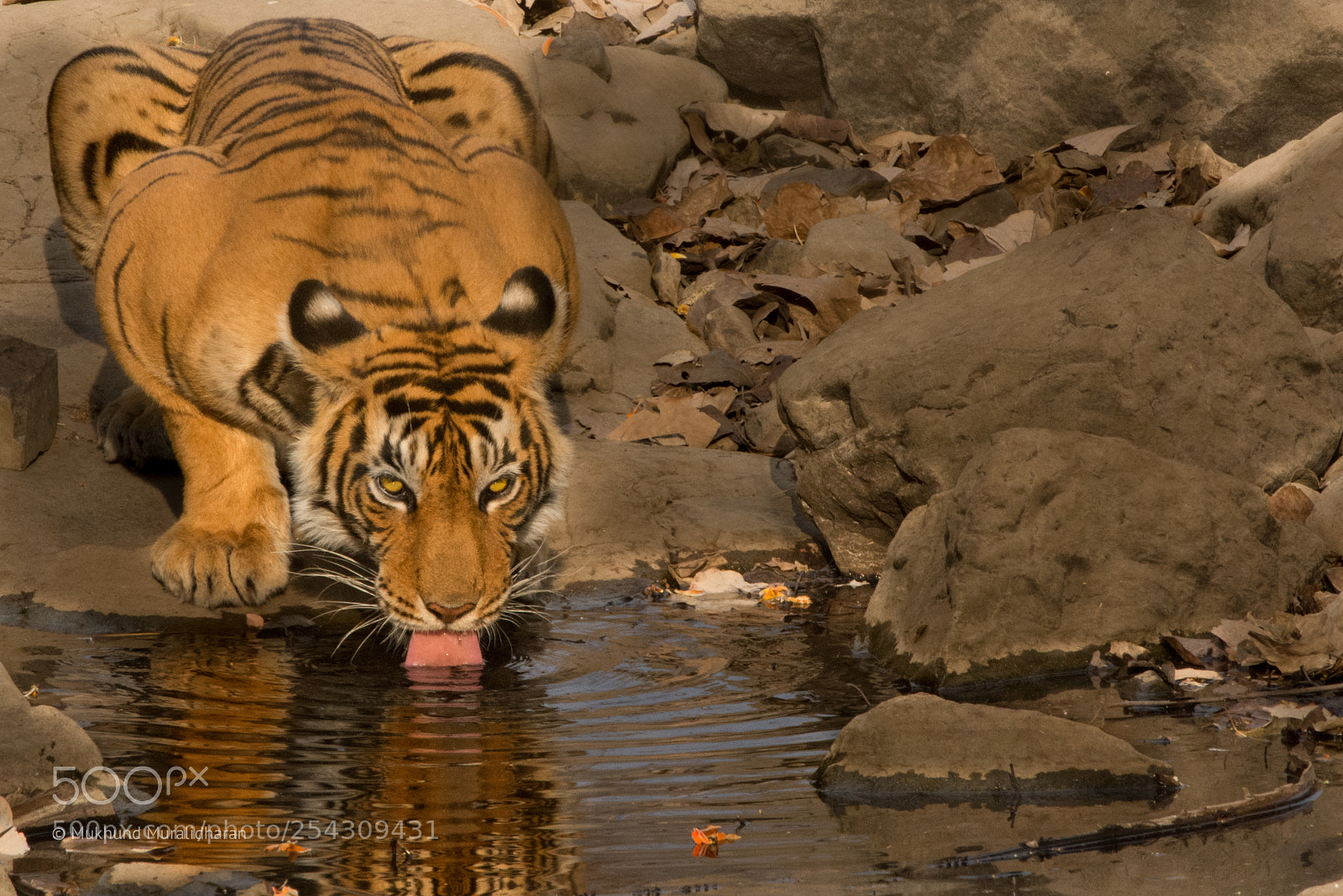 Nikon D7100 sample photo. T60 photography